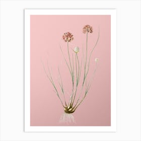 Vintage Allium Globosum Botanical on Soft Pink n.0765 Art Print