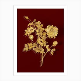 Aaipd Vintage White Burnet Roses Botanical In Gold On Red Art Print