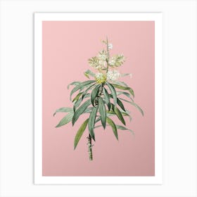 Vintage Pleomele Botanical on Soft Pink n.0200 Art Print