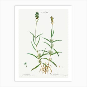 Broadleaved Lavender, Pierre Joseph Redoute Art Print