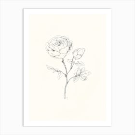 Peony Drawing Art Print