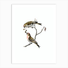 Vintage Common Linnet Bird Illustration on Pure White 1 Art Print