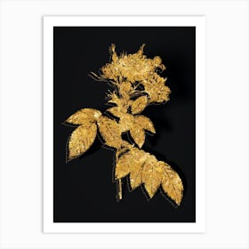 Vintage Boursault Rose Botanical in Gold on Black n.0480 Art Print
