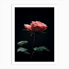 Pink Rose On Black Background 62 Art Print