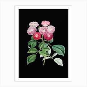 Vintage Seven Sister's Rose Botanical Illustration on Solid Black n.0491 Art Print