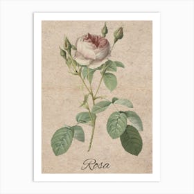 Rosa rustic Art Print