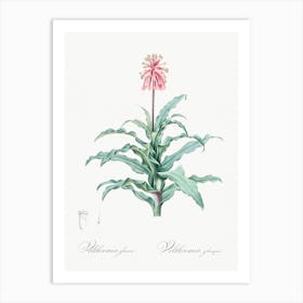 Sand Lily Illustration From Les Liliacées, Pierre Joseph Redouté Art Print