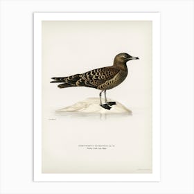 Parasitic Jaeger, The Von Wright Brothers Art Print