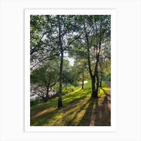 Trees and shadows Art Print