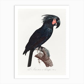 The Palm Cockatoo From Natural History Of Parrots, Francois Levaillant Art Print