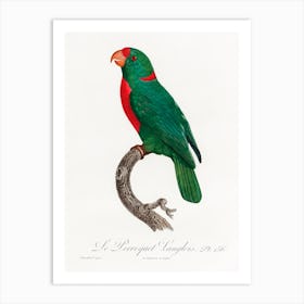 The Red Fronted Parrot From Natural History Of Parrots, Francois Levaillant Art Print