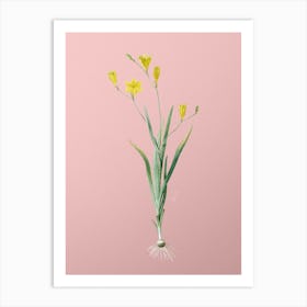 Vintage Ixia Bulbifera Botanical on Soft Pink n.0586 Art Print