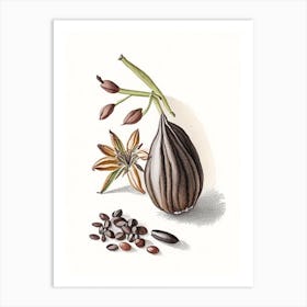Black Cardamom Spices And Herbs Pencil Illustration 2 Art Print