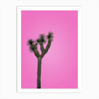 Joshua Tree With Pink Sky Art Print