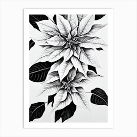 Poinsettia B&W Pencil 2 Flower Art Print