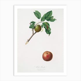 Apple (Malus Ruginea) From Pomona Italiana (1817 - 1839), Giorgio Gallesio Art Print