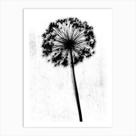 White black single allium Art Print