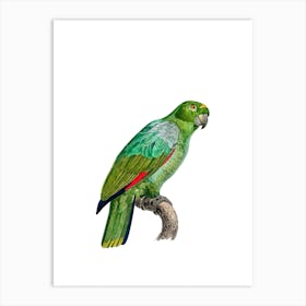 Vintage Southern Mealy Amazon Parrot Bird Illustration on Pure White n.0035 Art Print