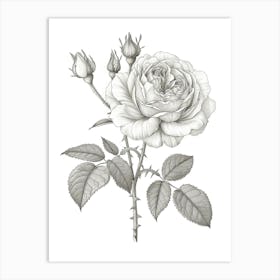 Roses Sketch 14 Art Print