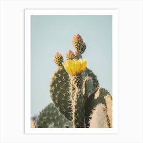 Warm Cactus Flowers Art Print