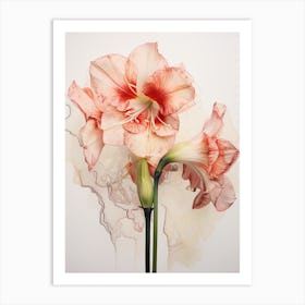 Pressed Flower Botanical Art Amaryllis 1 Art Print