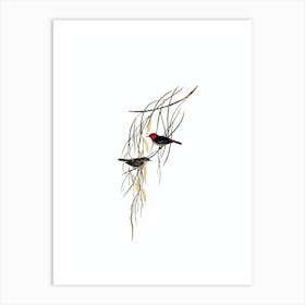Vintage Scarlet Myzomela Honeyeater Bird Illustration on Pure White Art Print
