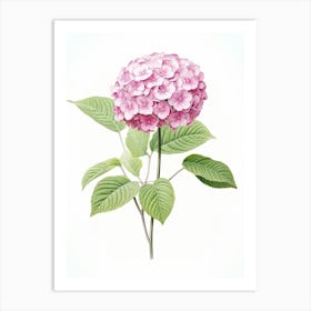 Hydrangeas Flower Vintage Botanical 2 Art Print