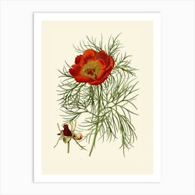 Red Poppy Art Print