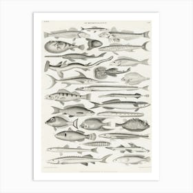 Ichthyology, Oliver Goldsmith Art Print