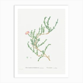 Mesembryanthemum Uncinatum, Pierre Joseph Redoute Art Print