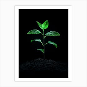 Green Plant Growing On Black Background Art Print