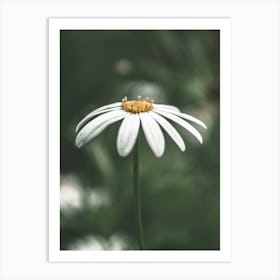 Daisy Art Print