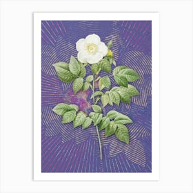 Vintage Leschenault's Rose Botanical Illustration on Veri Peri n.0468 Art Print