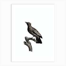 Vintage Paradise Crow Male Bird Illustration on Pure White Art Print