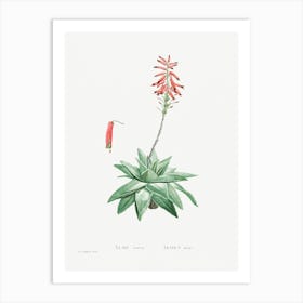 Aloe Serra, Pierre Joseph Redoute Art Print