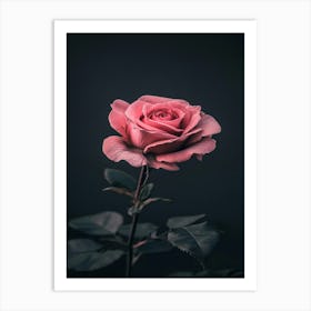 Pink Rose 36 Art Print