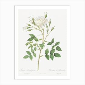 Rose Of Rosenberg, Rosa Rosenbergiana From Les Roses, Pierre Joseph Redouté Art Print