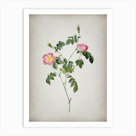 Vintage Pink Austrian Copper Rose Botanical on Parchment n.0953 Art Print