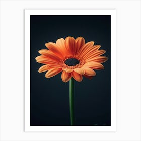 Orange Gerbera Flower 1 Art Print