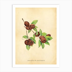 Modern Botanical Cookies Art Print