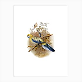 Vintage Blue Cheeked Parakeet Bird Illustration on Pure White n.0079 Art Print