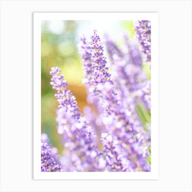 Lavender Fields Art Print