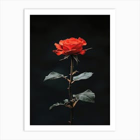 Single Red Rose 7 Art Print