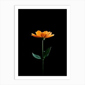 Single Orange Flower On Black Background 14 Art Print