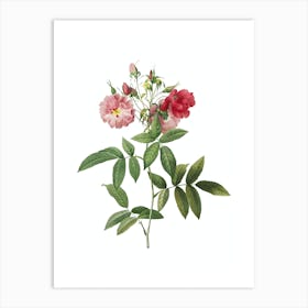 Vintage Hudson Rose Botanical Illustration on Pure White n.0637 Art Print