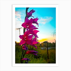 Sunset Flowers Art Print