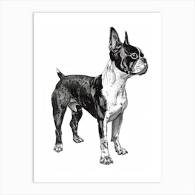 Boston Terrier Dog Line Sketch 2 Art Print