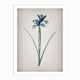 Vintage Spanish Iris Botanical on Parchment n.0335 Art Print