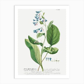 Plantae Selectae Flowers Art Print Art Print