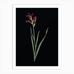 Vintage Gladiolus Cunonius Botanical Illustration on Solid Black n.0682 Art Print